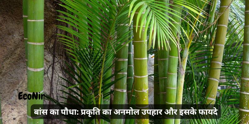 Bamboo Plant