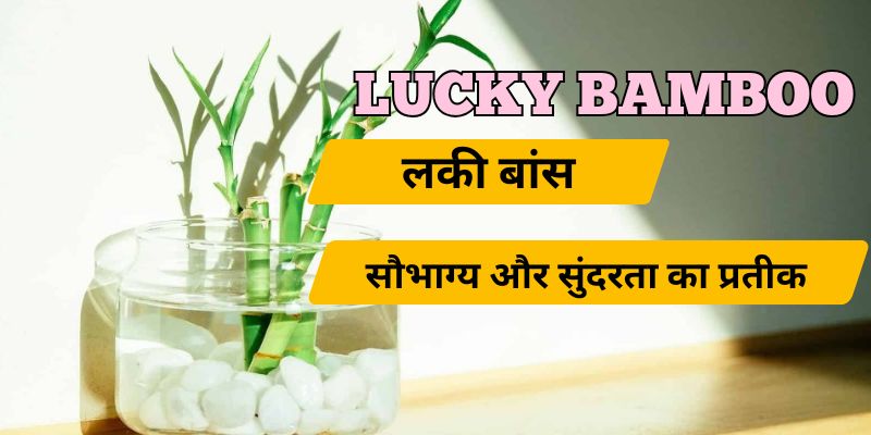 Lucky Bamboo