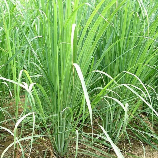 Lemon Grass