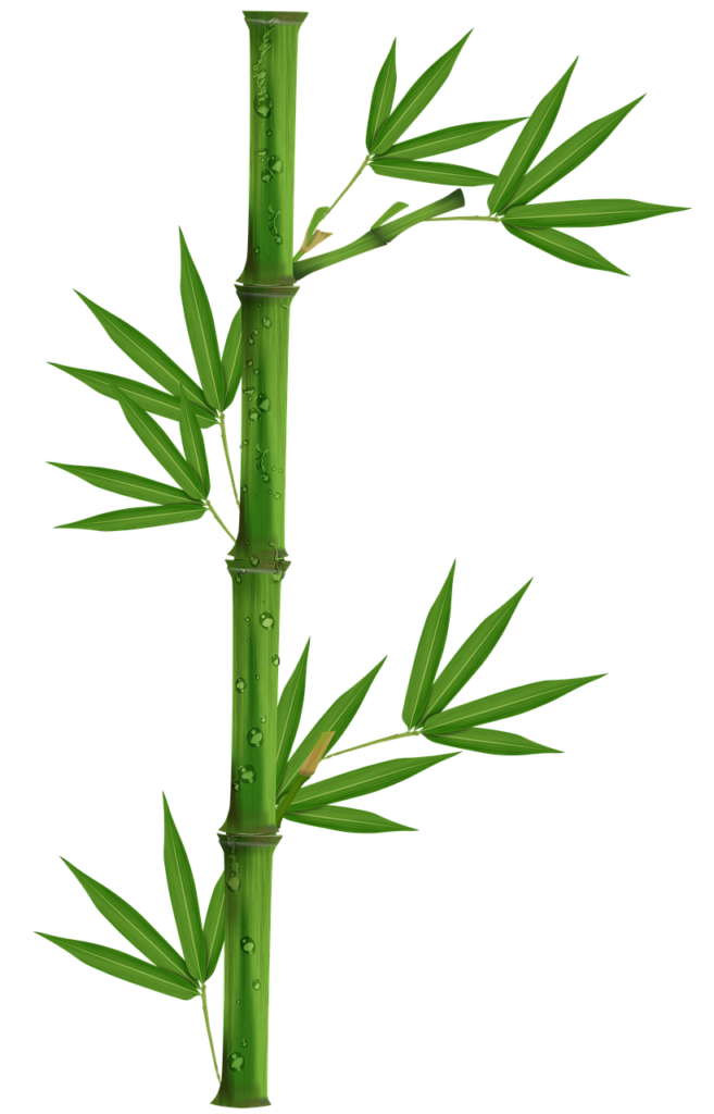 Bamboo tree