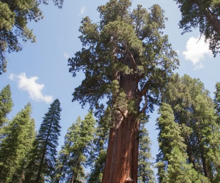 General Sherman giant sequoia one of the World’s Oldest Living Trees
