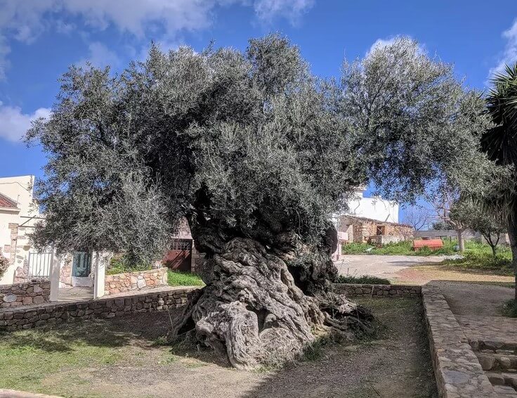 Olive Tree of Vouves in Greece one of the World’s Oldest Living Trees
